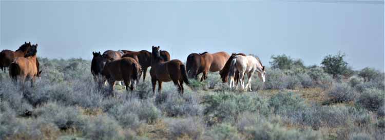 mustangs